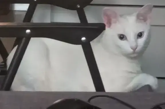 Chat mâle blanc aux yeux bleus trouvé à Roubaix - photo