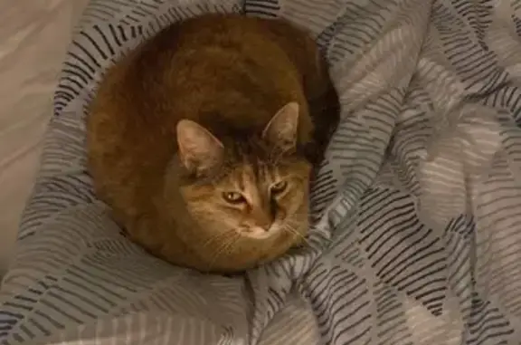 Chat perdu, Sainte-Foy-lès-Lyon, photo: Chatte Nala disparue à Ste-Foy-lès-Lyon