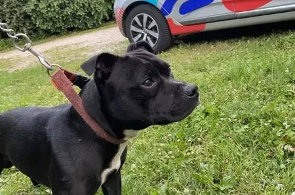 Chien trouvé Vinay, photo: Staffie mâle noir trouvé à Vinay