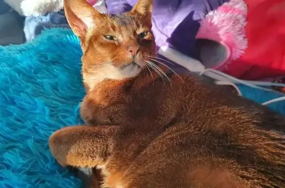 Missing Abyssinian Cat in Brisbane - Help!