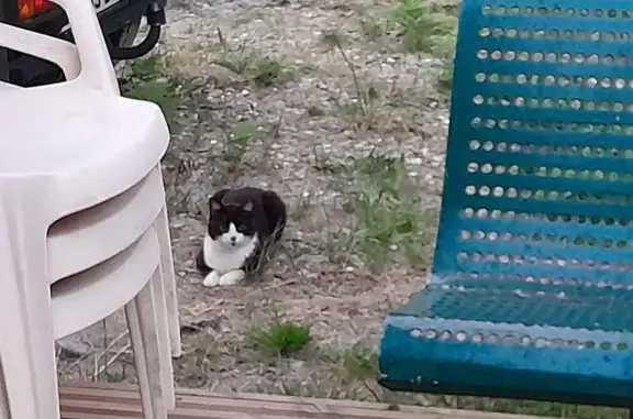 Animaux trouvés Parentis-en-Born, photo: Chat noir et blanc trouvé à Parentis-en-Born