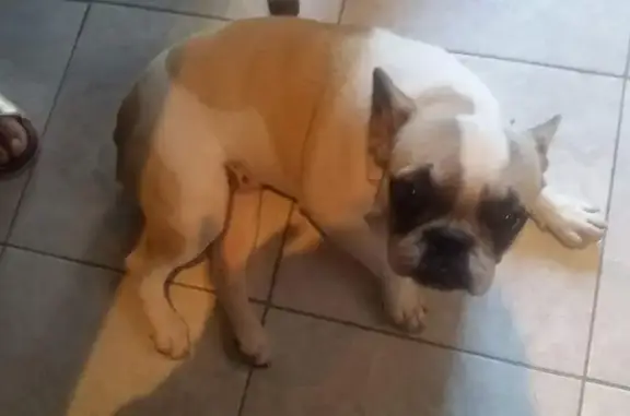 Chien perdu Viriat, photo : Bouledogue femelle disparue Rue des Ormes