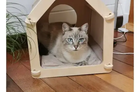 Chat perdu, , photo: Chatte 2 ans disparue à Ferrières-Haut-Clocher