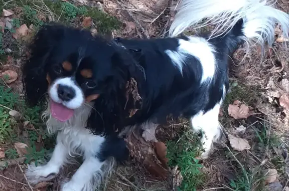 Chien perdu Lempdes-sur-Allagnon, photo : Chien perdu à Lempdes-sur-Allagnon