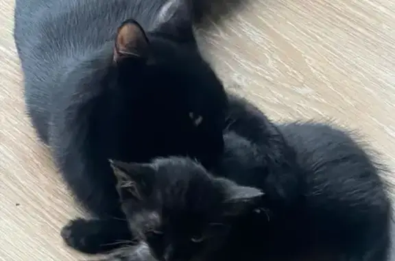 Animaux perdus Gex, photo: Chatons disparus à Gex, contactez 0777441375