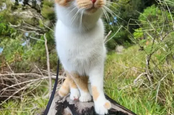 Lost Orange & White Cat in Constantia Forest