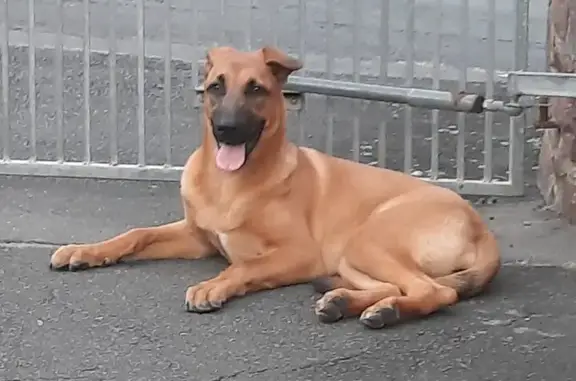 Lost Dog: Kyra, 9-Mo Boerbul x Shepherd