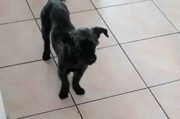 Chien perdu Gouzon, photo : Chien perdu: Femelle York croisé noir, Gouzon