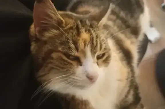 Chat perdu, , photo: Chatte 10 ans perdue à Concourès