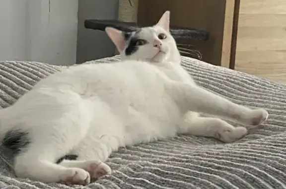 Animaux perdus Elbeuf, photo: Chat mâle blanc/noir disparu à Elbeuf