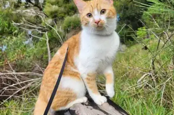 Missing Ginger & White Cat in Cape Town