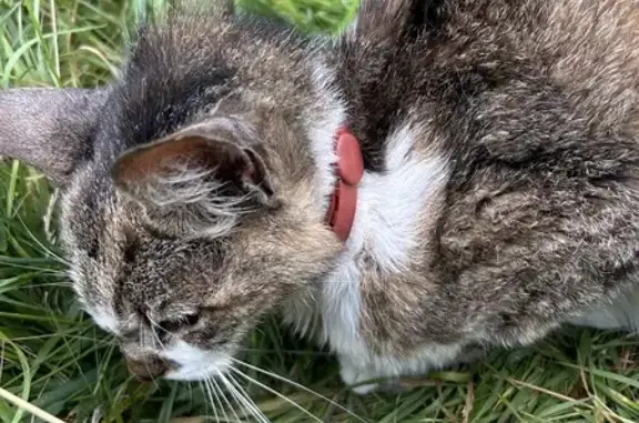 Animaux trouvés Péroy-les-Gombries, photo: Chat trouvé avec collier rouge à Péroy-les-Gombries