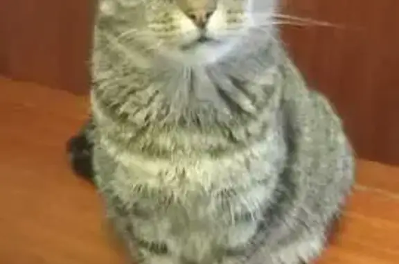 Chat perdu, Wattrelos, photo: Chatte tigrée disparue à Wattrelos