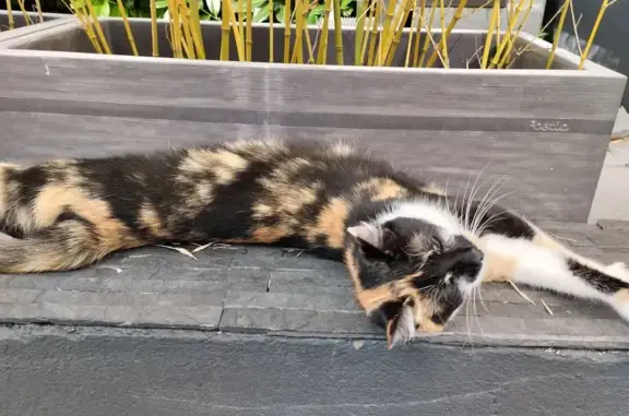Chat trouvé à Creutzwald, très sociable - photo