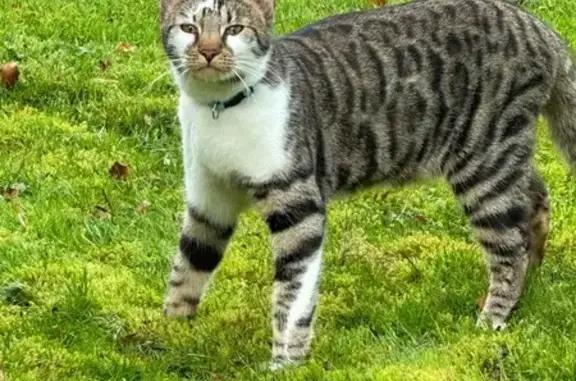 Missing Neutered White/Tabby Cat on Forge Ln