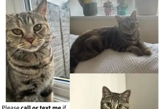 Missing Light Tabby Cat, 1 Yr, Holt Area