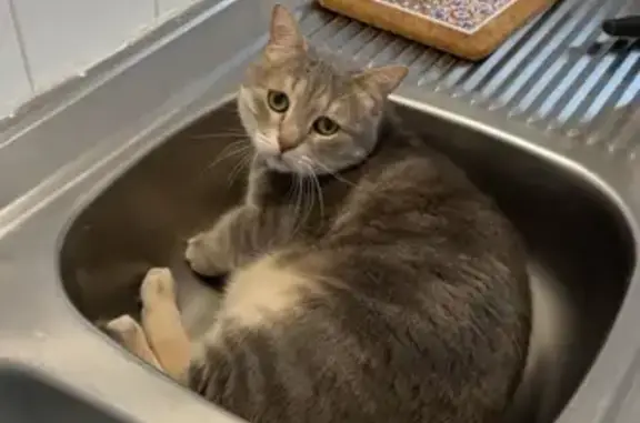 Animaux perdus Orléans, photo: Chat gris craintif disparu à Orléans