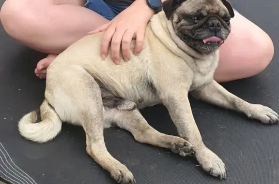 Lost Elderly Pug Yoda - Needs Help!