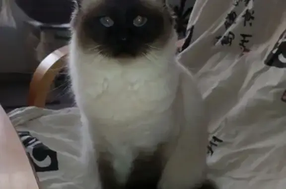 Chat perdu, Mamers, photo: Chat Sacré de Birmanie 4 ans perdu à Mamers