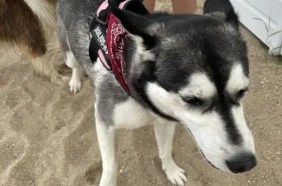 Chien trouvé , photo: Chien trouvé en sécurité à Jullouville