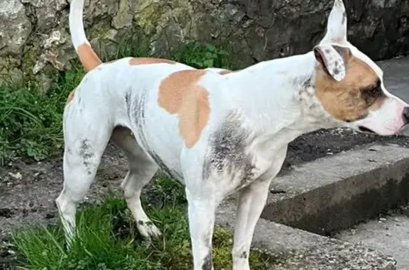 Chien perdu Évreux, photo : Chien perdu, femelle, Évreux, Jardin l'Évêque