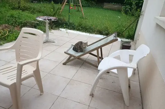 Chat gris tigré mâle trouvé à Nantes - photo