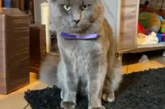 Animaux perdus , photo: Chat Maine coon gris disparu à Saint-Philbert