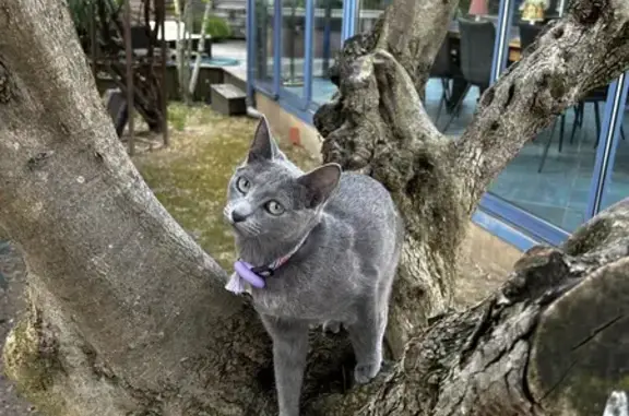 ¡AYUDA! Gato Azul Ruso Perdido en Barcelona