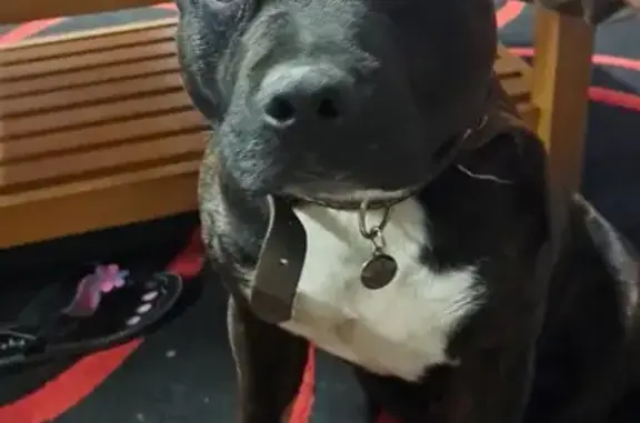 Lost Male Staffie: Brown & White in Cape Town