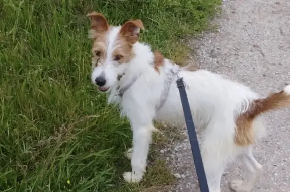 ¡Ayuda! Perro Blanco y Marrón Perdido en Oviedo