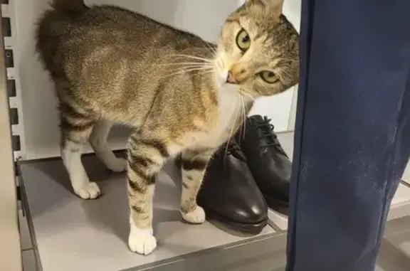 Chatte trouvée gestante Rue d'Ardelay, 440 - photo