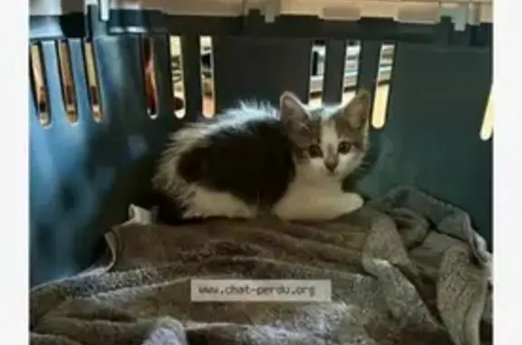Chaton trouvé sur 4 voies à Belfort - photo