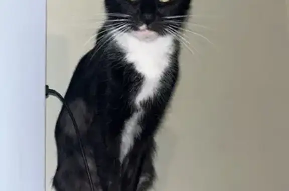 Missing Tuxedo Cat, No Collar - Wilkes-Barre