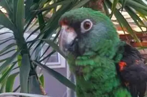 Lost Jardine Parrot - Green & Orange, Cape Town