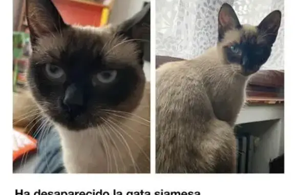 ¡Ayuda! Gato Siames Siamesa Perdido en Gijón