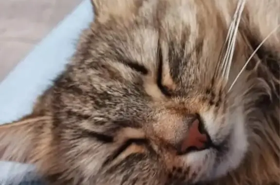 Chat perdu : Suzy a sauté de la fenêtre - photo