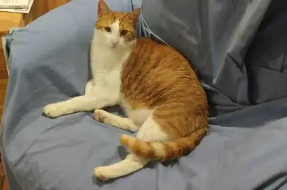 Chat perdu, Limoges, photo: Chat Européen Roux et Blanc Disparu à Limoges