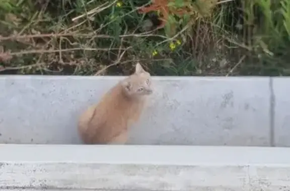 Chat trouvé avec yeux bleu ciel à Saint-Cyr - photo