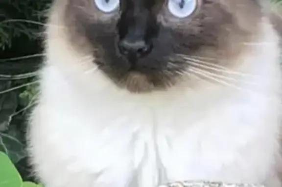 Chat Siamoise seal point perdu, très peureuse - photo