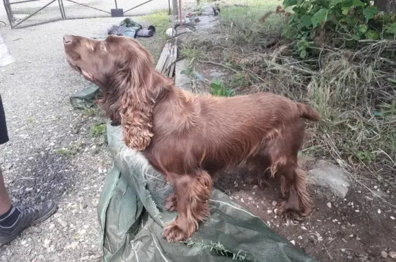 Chien marron croisé perdu à Fercé-sur-Sarthe - photo
