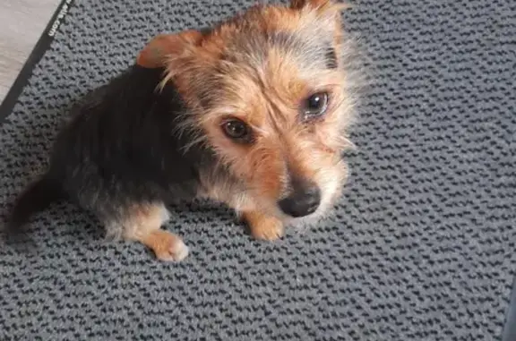 Chien trouvé , photo: Chien York mâle 2 ans trouvé à Saint-Forgeux