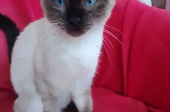 Animaux trouvés , photo: Chat mâle siamois 6-7 mois trouvé à Gestel