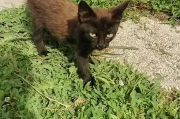 Chat trouvé Hasparren, photo: Chaton noir et marron trouvé à Hasparren