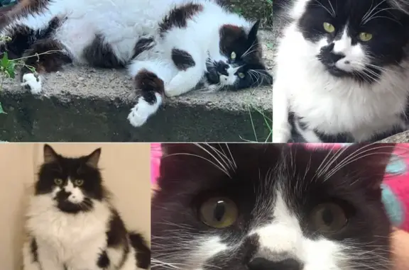 Missing Fluffy Black & White Cat - Serlby Rise