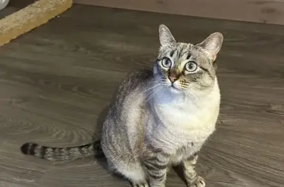 Chat perdu, Épinay-sous-Sénart, photo: Chatte siamoise perdue à Épinay-sous-Sénart