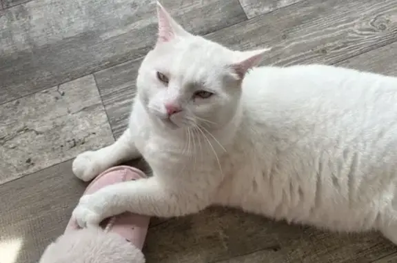 Missing White Cat: Gold Eyes, 20 lbs - Macon