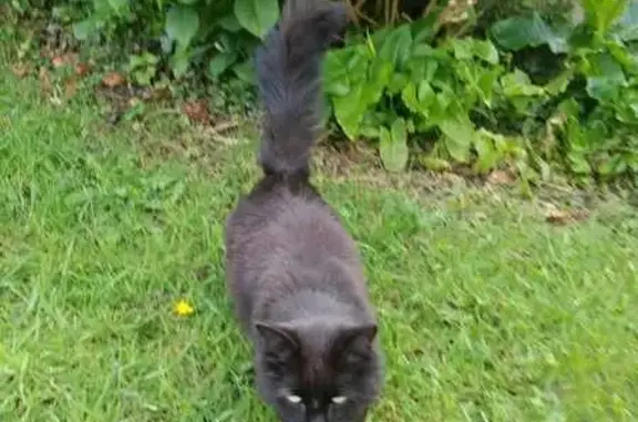 Animaux perdus , photo: Chat noir mâle perdu à Plonéour-Lanvern