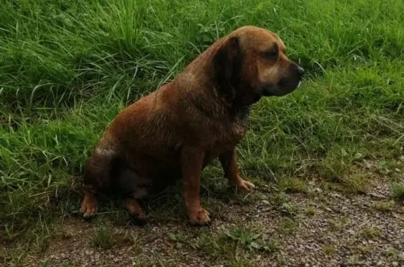 Chien trouvé sans collier à Saint-Amand - photo