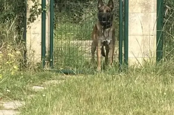 Chien Malinois mâle agressif trouvé à Anzex - photo