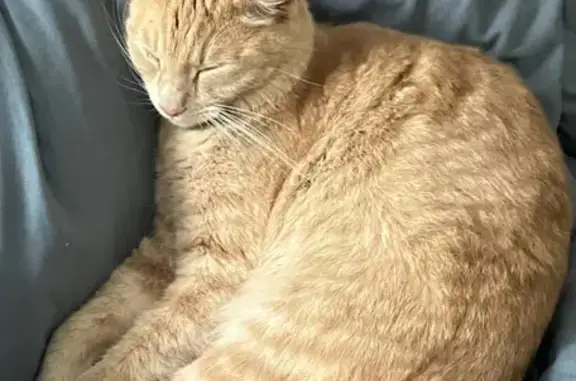 Animaux perdus , photo: Chat perdu avec AirTag, Rue de Verdun 26